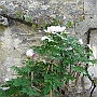 Peonie bush with flowers fallen