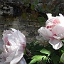Bedraggled Peonies