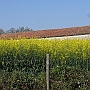Looking over the Rape seed plants to Nicole's beautiful farmhouse