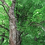 Inside the chestnut