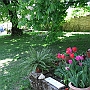 Under the chestnut, the tulips