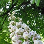 Chesnut flower