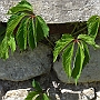 Virginia creeper