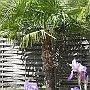 A flock of Irises near the palm tree