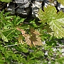 A vine leaf