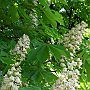 More chestnut flowers