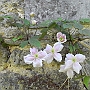 A clematis in bloom