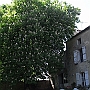The facade looking at the chestnut