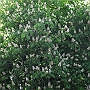 Chestnut flowers