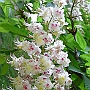 Chestnut flower again