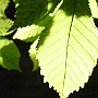 Light on a chestnut leaf