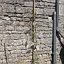 Newly planted Wisteria plant on the side wall of the barn next to the tomatoes.