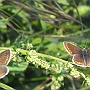 Two butterflies